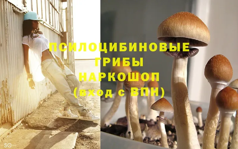 Галлюциногенные грибы Psilocybine cubensis  Инсар 